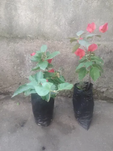 Kit com 2  Mudas de Bougainville Vermelhas, Cerca Viva c/ suas lindas flores e espinhos