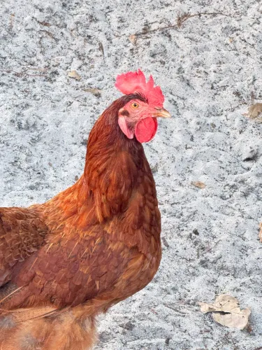 Galinha embrapa 051