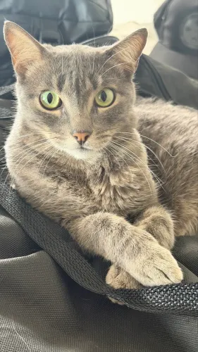 Gato cinza SDR 3 anos
