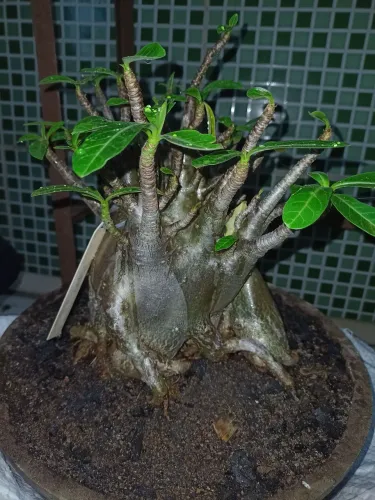 Lote de rosas do deserto especiais