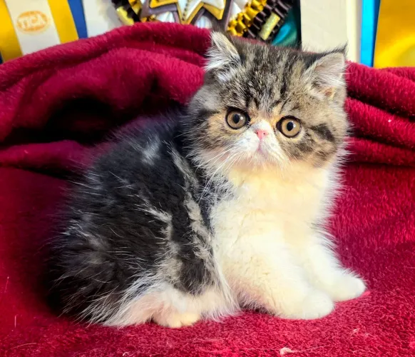 Filhote de gato exótico 