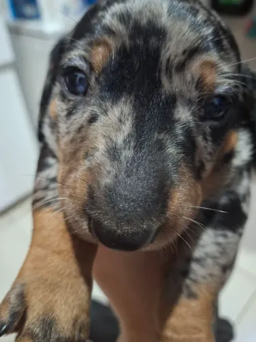 Filhote dachshund
