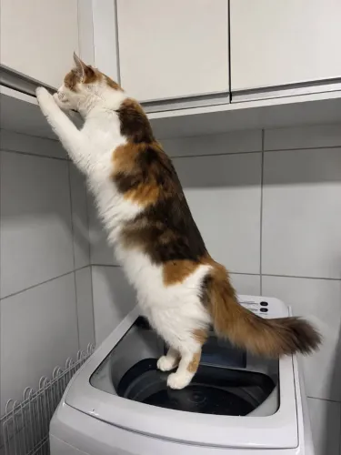 Gata Maine coon