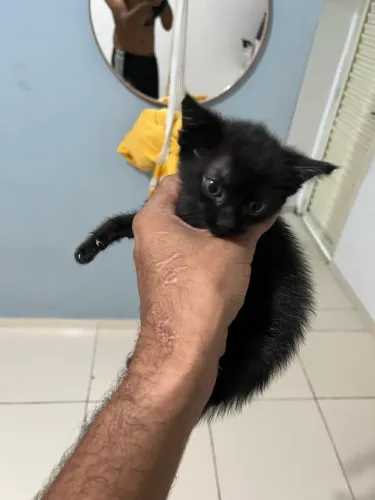 Gata para adoção