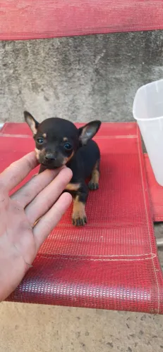 Pincher zerinha Fêmea