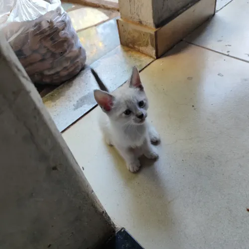 Gatos para Adoção