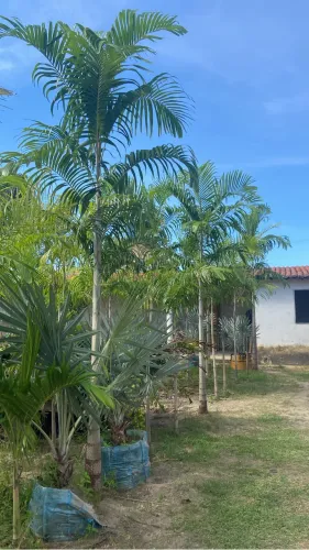 Palmeira Carpentaria grande