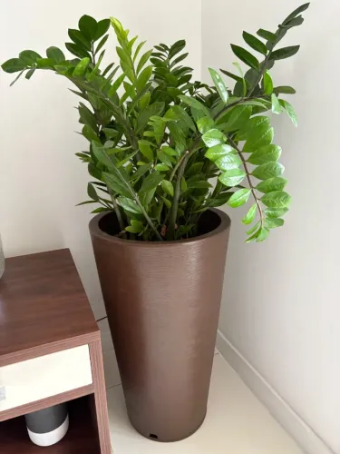 Vaso com Zamioculca