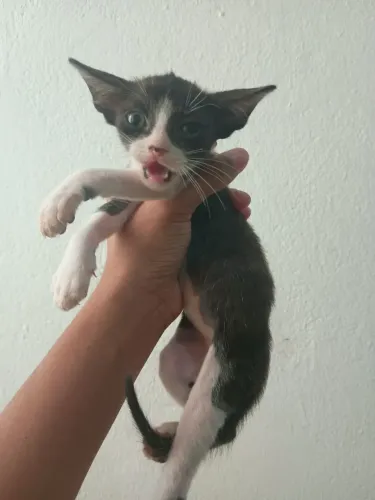 Adoção, gatinhos nascidos em casa, super carinhosos.