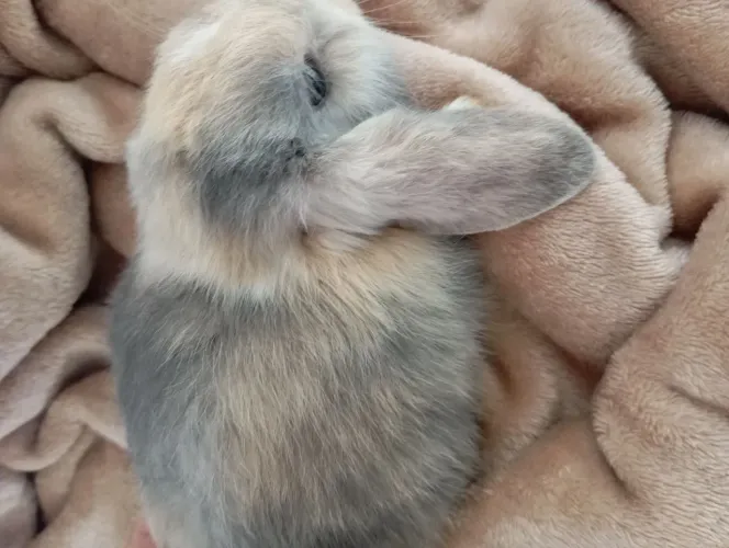 Lindos mini coelhos da raça mini lop. E nedherlan Disponiveis