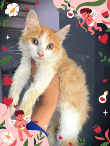 Lindos filhotes de Maine coon