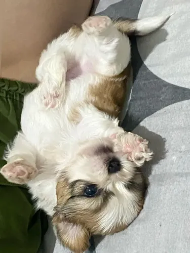 Shih Tzu Um presente que enche a casa de felicidade