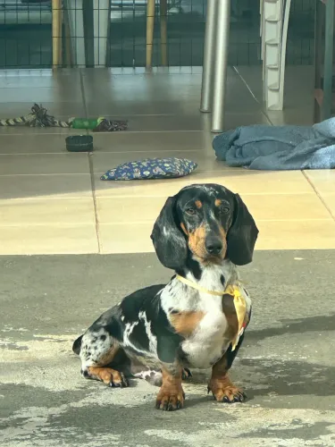 Dachshund/ Cofap / salsicha está procurando uma namoradinha