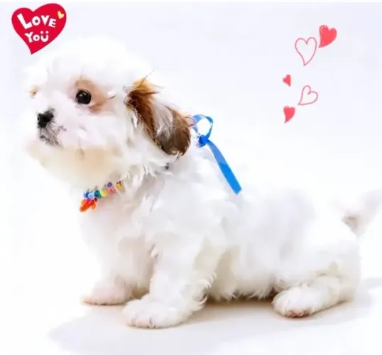Lindo demais!!! Filhote de Shih tzu macho