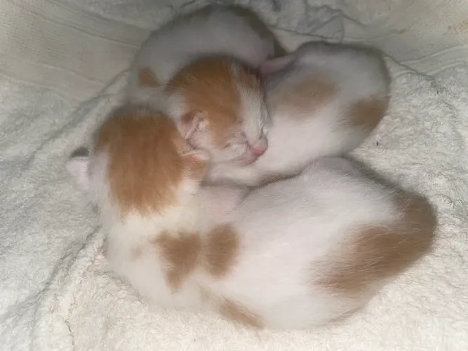 Doação responsável de gatinhos 