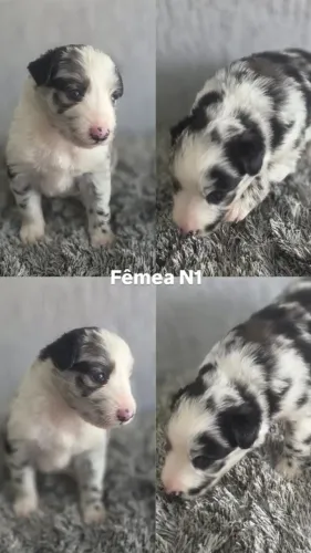 Filhotes de Border Collie
