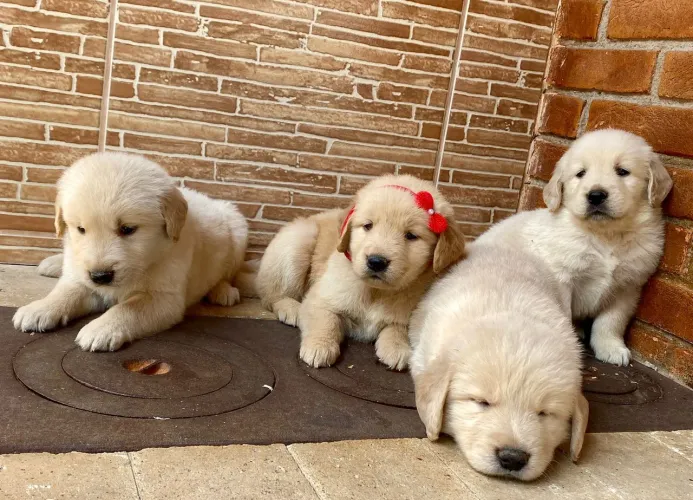 Golden Retriever | Filhotes vibrantes