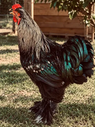 Galo Brahma Dark