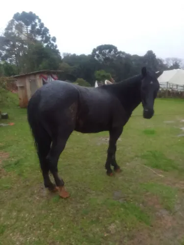 Cavalos