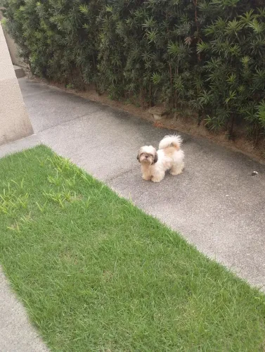 Animal de estimação