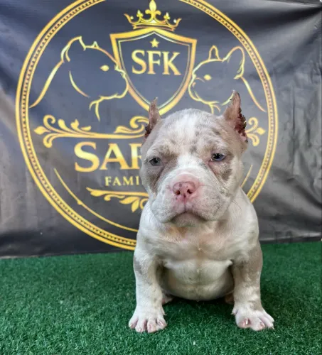 American Bully micro fêmea 
