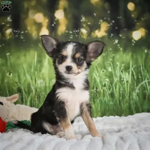 Chihuahua | Filhotes disponível agora