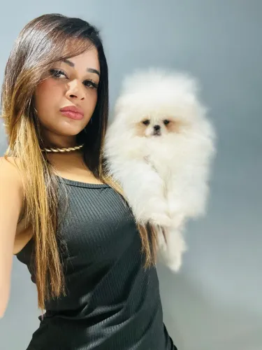 Spitz alemão anão , ursinhos entregamos ainda hoje !