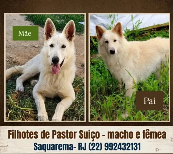 Filhote Pastor Suíço 