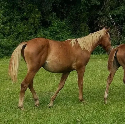 Potro Loiro QM x Paint Horse, 18 meses: ANALISO OFERTA