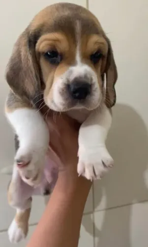 Beagles fêmeas/macho