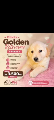 Cachorro 