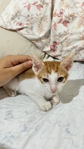 Doação de gatinhos