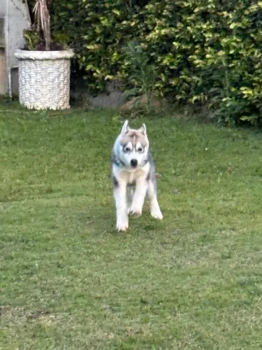 Filhote de husky