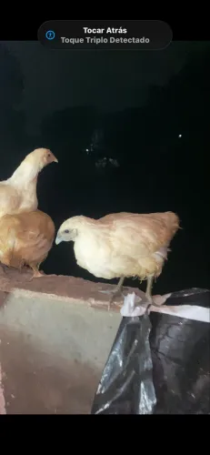 Frango galinha Azur (ovos azuis)