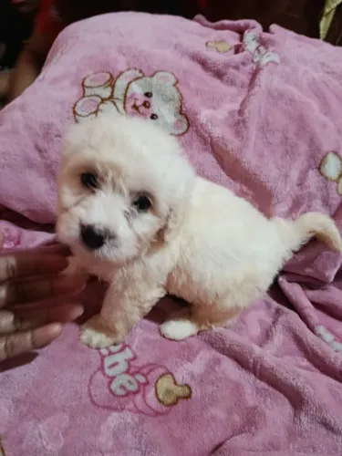 Filhote de poodles original 