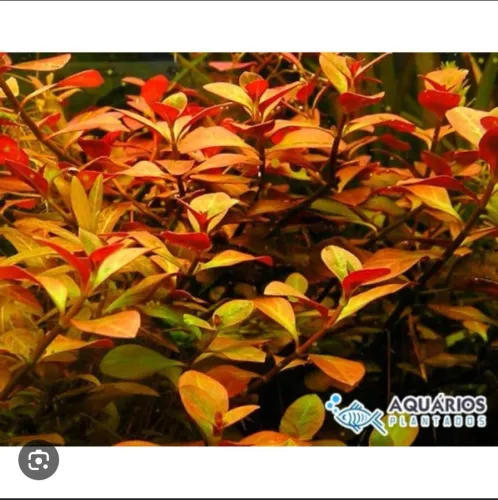 Plantas para aquário