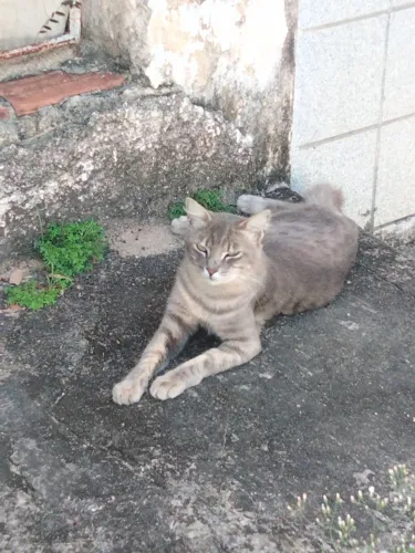 Gato Cinza