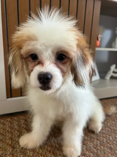 Filhote crista chinês macho 4 meses