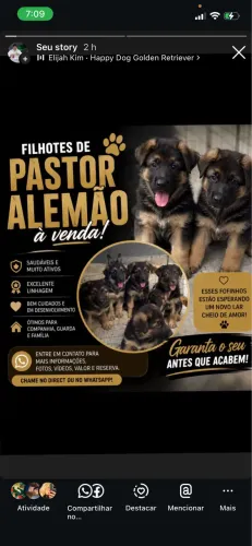 Pastor alemão