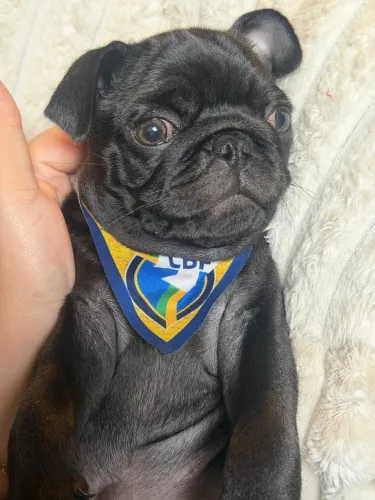 Cachorro pug