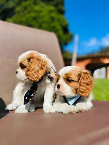 Cavalier king charles