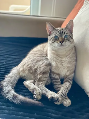 Doação gato