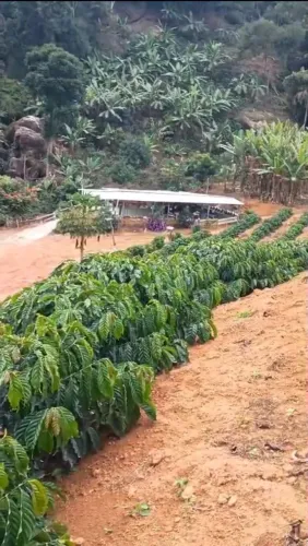 Area Rural Santa Leopoldina, Holandinha 
