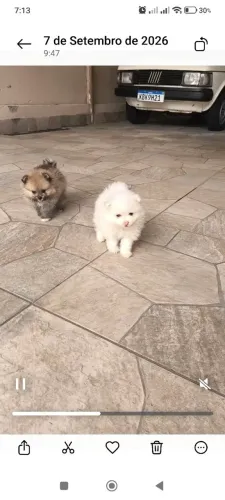 machinhos de Spitz alemão 