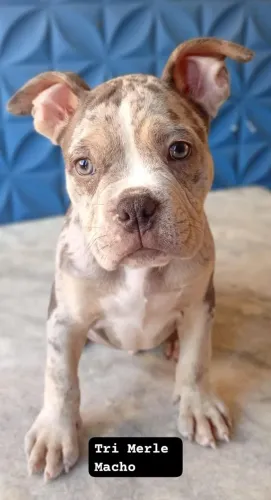 American Bully Pocket 