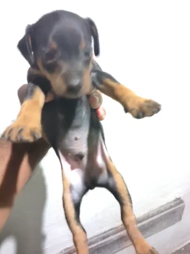 Estou vendendo Cachorro pinscher número 2 mais informações no whatsapp *3