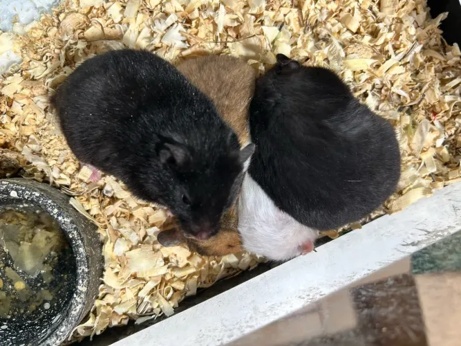 Hamster sírio