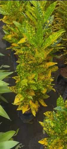 CROTON BRASILEIRINHO ( FOLHA LARGA ) 40 CM DE ALTURA 