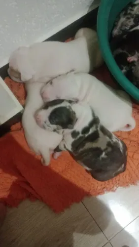 Pit Monster