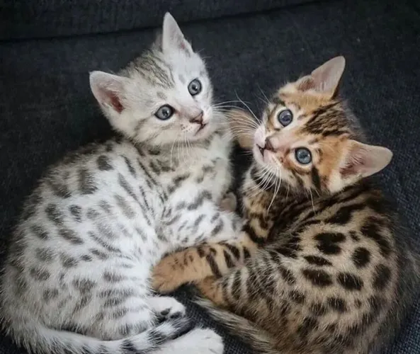 Bengal fêmeas 